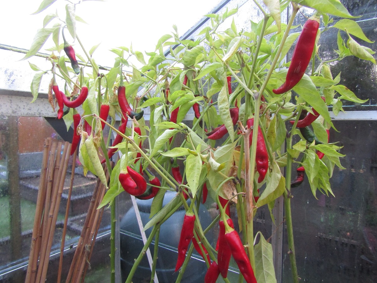 Pimentas vermelhas frescas e especiarias picantes